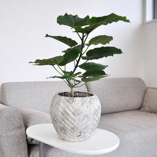 観葉植物 フィカス ウンベラータ小 約25 55cm 陶器鉢付き Buyee Buyee บร การต วกลางจากญ ป น ซ อจากประเทศญ ป น