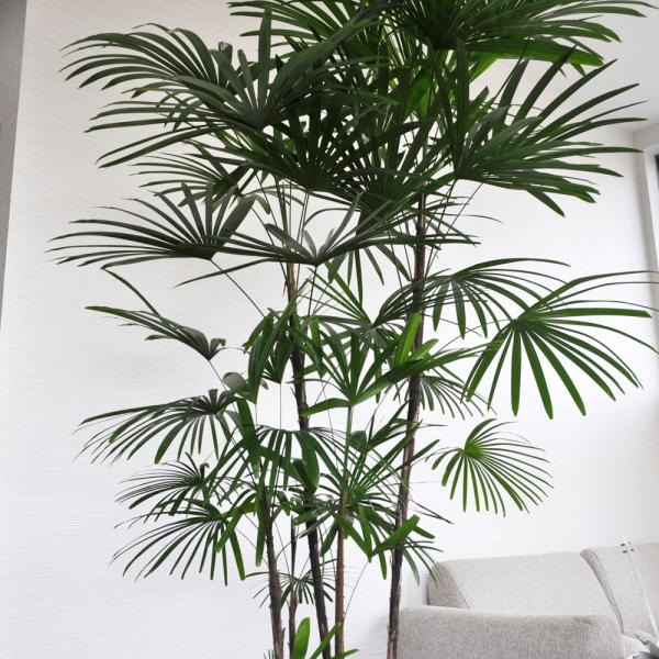 観葉植物 シュロチク10号 高さ約190cm 0cm エレガント鉢カバー付き Buyee Buyee Japanese Proxy Service Buy From Japan Bot Online