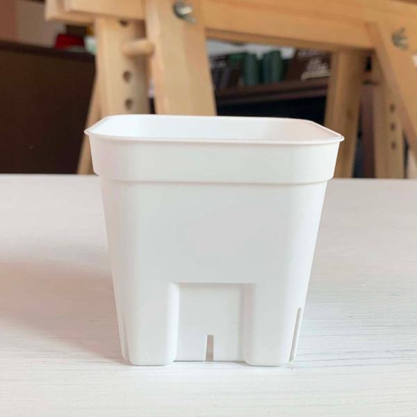 容量たっぷりで、スッキリしたとても使いやすいプラ鉢、プレステラ。新しく白色を取り扱い開始しました！ホワイトは特に暑さに弱い多肉植物に向いていて、エケベリアなど夏に蒸れてしまう品種などにオススメです。黒だと光を吸収してしまい、鉢内の温度が上昇...