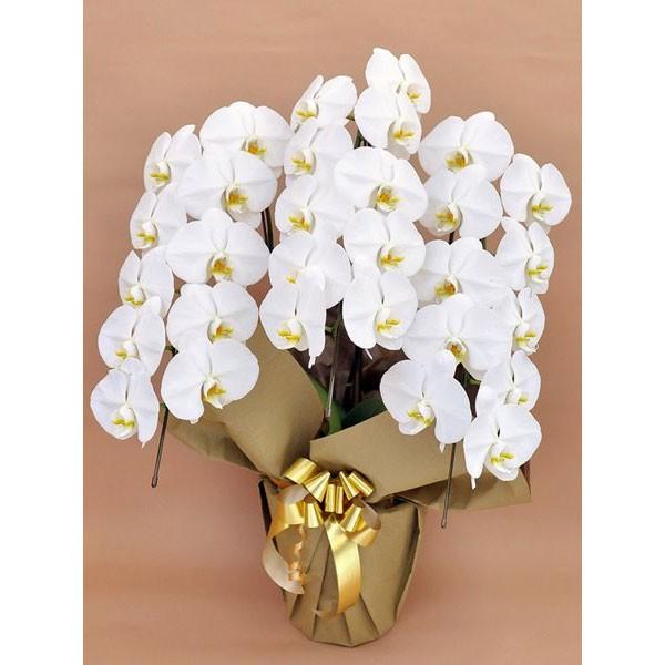本州限定 ヤマト便 胡蝶蘭鉢大輪３本立ち 白 紙札下付き お祝い花 Fow042 0001 花とギフトのブーケアンドブーケ 通販 Yahoo ショッピング