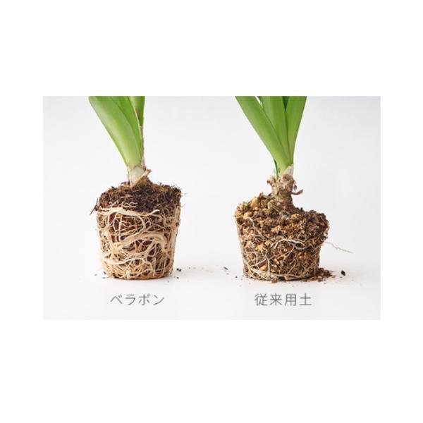 bp-s_4976568151507_4_d_20251020151716