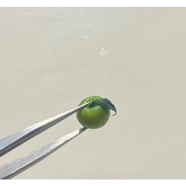 BJDやブライスなどのドールにぴったりな、リアルで可愛いミニチュアフルーツ（みかん・洋ナシ）です。1/6・1/12スケール対応で、粘土製ならではの質感が◎ドールハウスのキッチンやカフェ、果物屋さんのシーンに最適です。ディスプレイ小物や撮影小...