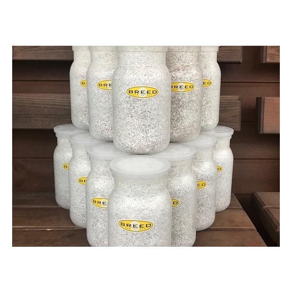 [Release date: March 13, 2020]長年さまざまなメーカーの菌糸ビン製造・販売に携わり、幾多の実証により解明された、オオクワガタやヒラタクワガタなどの、クワガタ幼虫飼育用菌糸ビンに必要で最適なファクター。それをもとに...