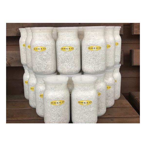 [Release date: March 13, 2020]長年さまざまなメーカーの菌糸ビン製造・販売に携わり、幾多の実証により解明された、オオクワガタやヒラタクワガタなどの、クワガタ幼虫飼育用菌糸ビンに必要で最適なファクター。それをもとに...