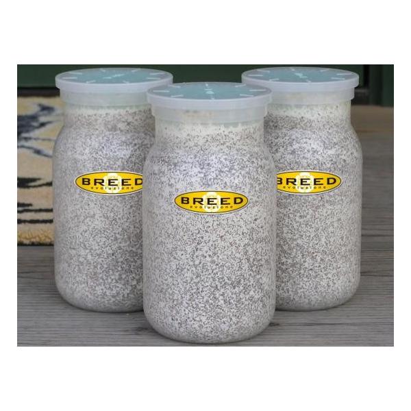 [Release date: March 13, 2020]長年さまざまなメーカーの菌糸ビン製造・販売に携わり、幾多の実証により解明された、オオクワガタやヒラタクワガタなどの、クワガタ幼虫飼育用菌糸ビンに必要で最適なファクター。それをもとに...