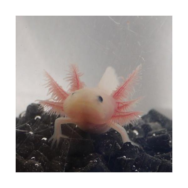 ウーパールーパー リューシー黒目 4 6cm前後 生体の販売 Buyee 日本代购平台 产品购物网站大全 Buyee一站式代购 Bot Online