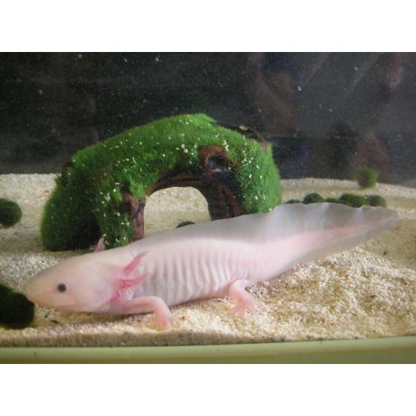 ウーパールーパー(リューシー)14〜18ｃｍ前後