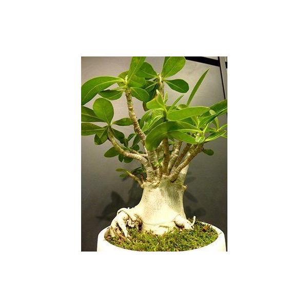 アデニウム 種 みんな探してる人気モノ アデニウム 種