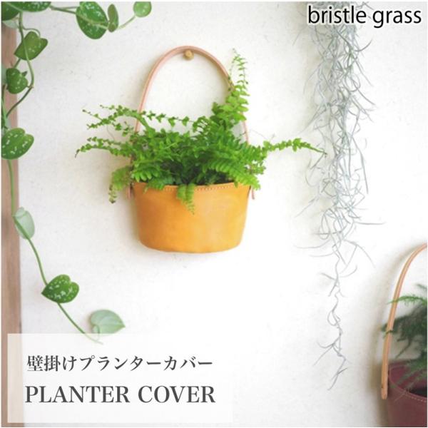 bristlegrass_30801