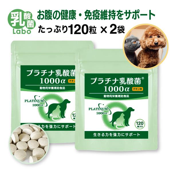 NEW! プラチナ乳酸菌1000α (粒)タイプです。【プラチナ乳酸菌1000αの特徴】★プラチナ乳酸菌1000αは特許製法でナノ化された体内吸収率を高めた加熱殺菌乳酸菌です。★１粒で1000億個以上の菌数を含有しており、少量で健康的に過ご...
