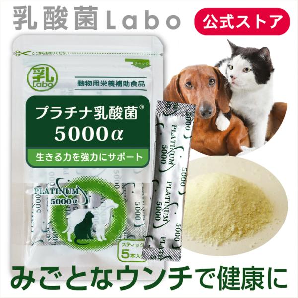 【プラチナ乳酸菌5000αの特徴】プラチナ乳酸菌5000αは、愛犬愛猫、ペットの健康をサポート、維持することを目的としております。プラチナ乳酸菌は２種類の乳酸菌（ヒト由来の乳酸球菌エンテロコッカスフェカリス菌と植物性由来の乳酸桿菌ラクトバチ...