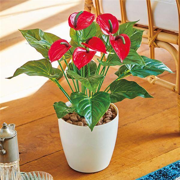 観葉植物 アンスリュームの人気商品 通販 価格比較 価格 Com