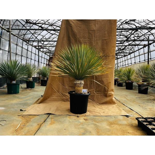 ロストラータ ロックガーデン ドライガーデン 乾燥 ドライ 植物 RO24