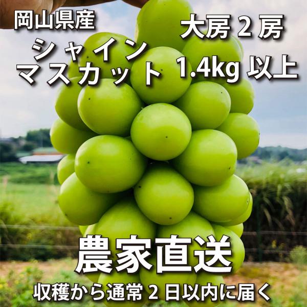 シャインマスカット 1.4kg 大房2房【2024年産予約・発送9月末~】岡山県産ぶどう皮ごと(葡萄...