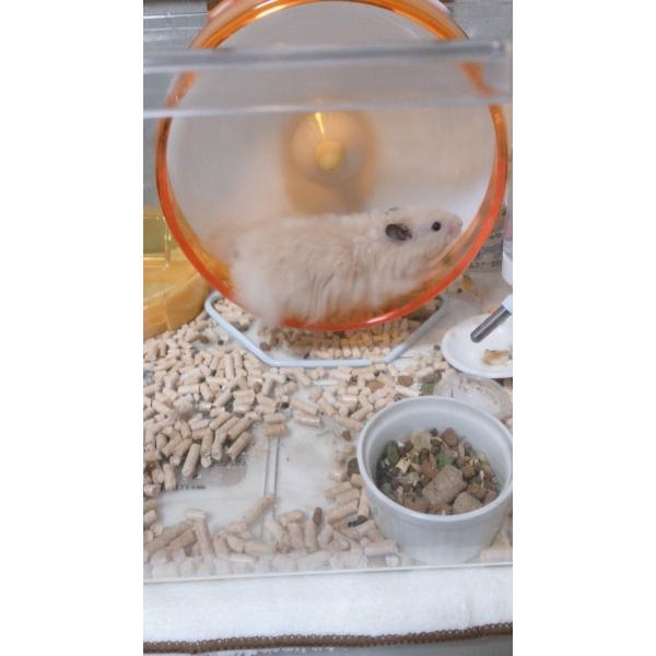 回し車固定 サイレントホイール21 25固定ホルダー Buyee Buyee 日本の通販商品 オークションの代理入札 代理購入