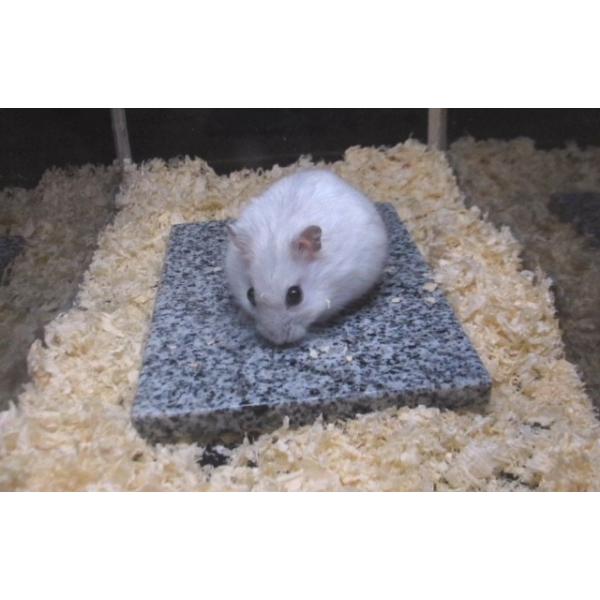 小動物 ハムスター 御影石 クールマット 暑さ対策 高級御影石製小動物クールマット Buyee Buyee บร การต วกลางจากญ ป น ซ อจากประเทศญ ป น