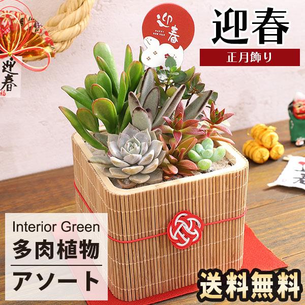 BunBunBee 正月飾り 2025 迎春 花 正月 多肉植物・正月寄せ植え