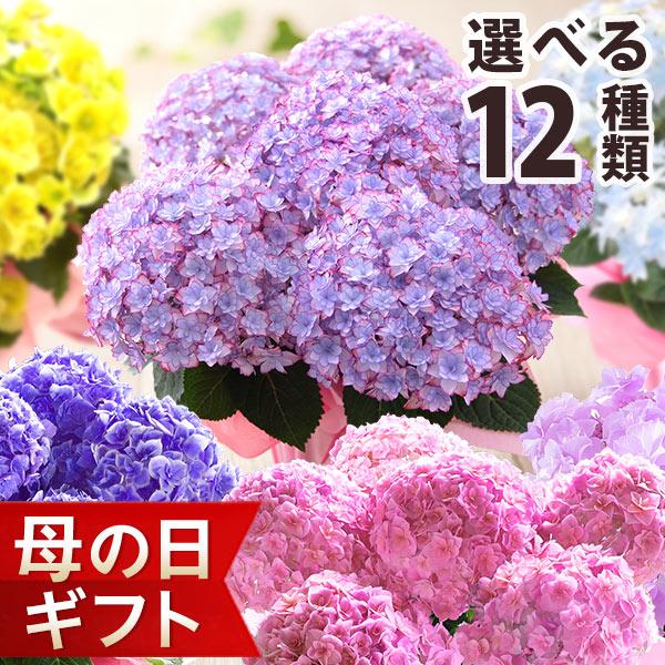 早割実施中 母の日 22 花 ギフト プレゼント 鉢植え アジサイ 花束 カーネーション ブーケ メッセージカード付き イベントギフトb Event 002 Bunbun Bee 通販 Yahoo ショッピング