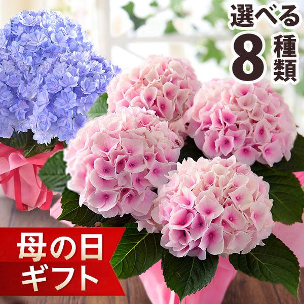 母の日 21 花 ギフト プレゼント 鉢植え アジサイ 4号鉢 あじさい 紫陽花 イベントギフトr Event 017 Bunbun Bee 通販 Yahoo ショッピング