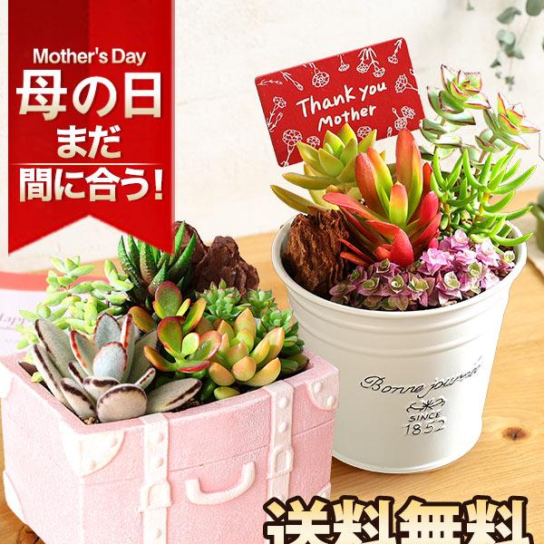 母の日 寄せ植え 多肉植物 寄せ植え バスケット ☆ 2024多肉植物の母の