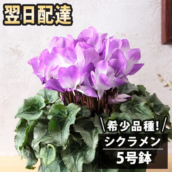 花 あすつく 14時まで 希少 シクラメン5号鉢 ラパン ブルー 送料無料 花鉢 鉢植え クリスマス プレゼント ギフト 誕生日 記念日 Hy Usl 006yh Bunbun Bee 通販 Yahoo ショッピング