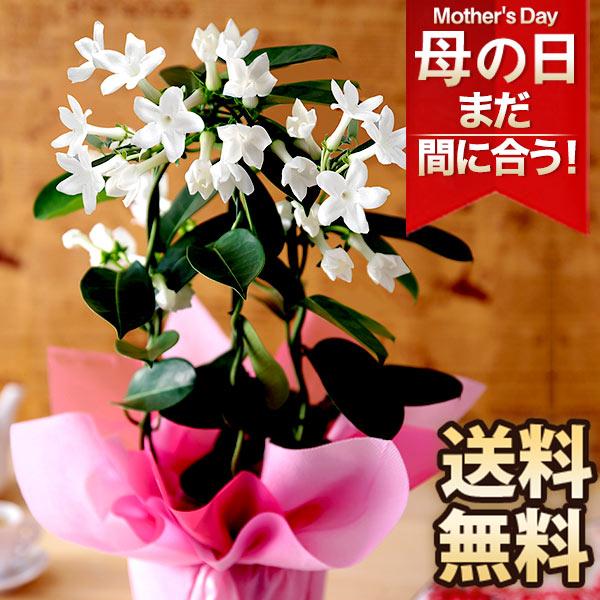 BunBunBee 母の日 2025 ギフト 花 プレゼント 鉢植え ジャスミン