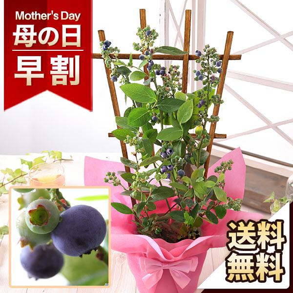 ※※※※※注意事項※※※※※【母の日ギフトのお届け日】母の日特集商品は2026年5月5日(火)〜10日(日)のいずれかにお届けいたします。※沖縄および離島へのお届けは承っておりません。ご注文された場合は、自動キャンセルとなります。何卒ご了承...