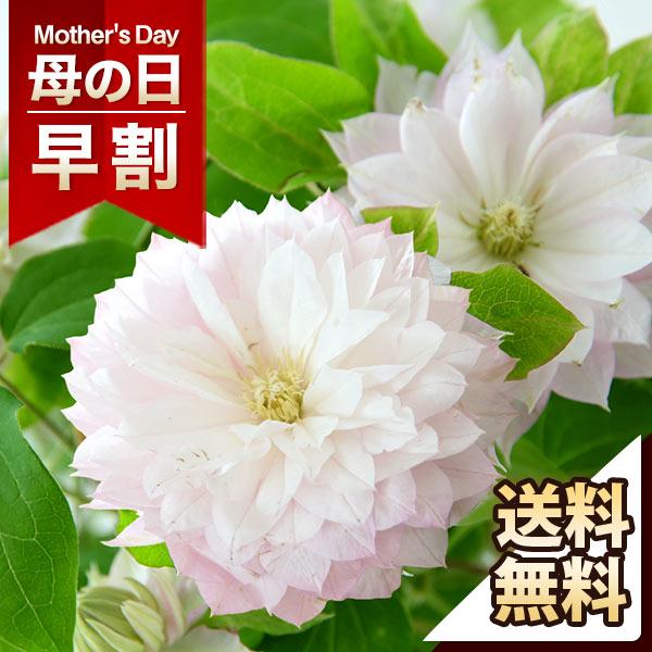 ※※※※※注意事項※※※※※【母の日ギフトのお届け日】母の日特集商品は2026年5月5日(火)〜10日(日)のいずれかにお届けいたします。※沖縄および離島へのお届けは承っておりません。ご注文された場合は、自動キャンセルとなります。何卒ご了承...