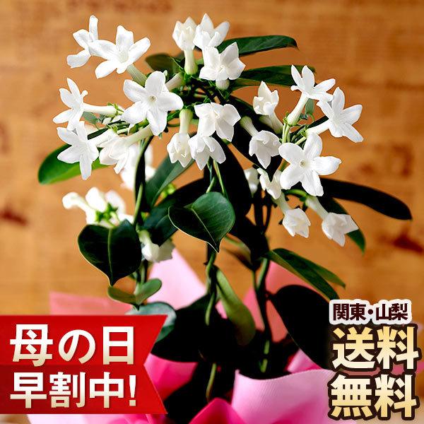 母の日 花 ギフト プレゼント イベントギフト 鉢植え 清楚な純白 マダガスカルジャスミン Ky Mo 0019yh Bunbun Bee 通販 Yahoo ショッピング