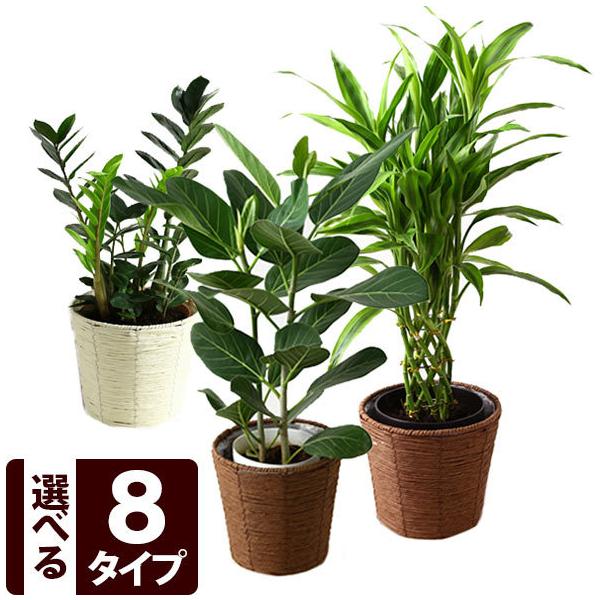 選べる8種類 観葉植物6号鉢 インテリアグリーン カゴ付き ドラセナ ゴムの木 Usual 058 Bunbun Bee 通販 Yahoo ショッピング