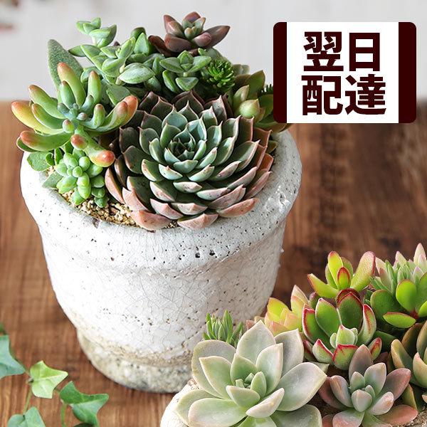 多肉植物 寄せ植え 誕生日プレゼント ギフト 父の日 おまかせ多肉アソートm1 Usual 067 Bunbun Bee 通販 Yahoo ショッピング