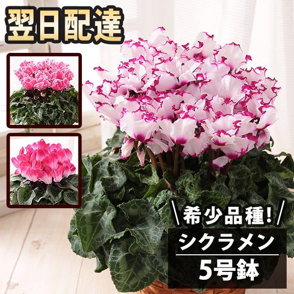 花 あすつく 14時まで 希少 シクラメン5号鉢 送料無料 花鉢 鉢植え クリスマス プレゼント ギフト 誕生日 記念日 Usual 074 Bunbun Bee 通販 Yahoo ショッピング