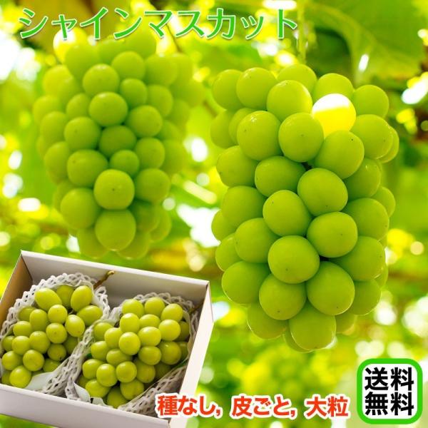 マスカット500mlセット　2セット シャインマスカット 500g ギフト」の人気商品一覧 | 安い商品を