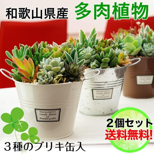多肉植物 寄せ植え ブリキ缶 2個セット 送料無料 北海道 沖縄除く Buyee Buyee Japanese Proxy Service Buy From Japan Bot Online