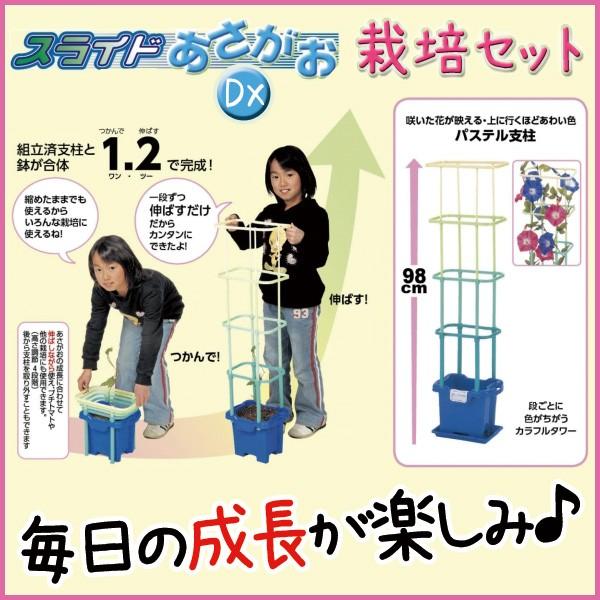 お取寄 あさがお栽培 スライドあさがおセット DXセット 朝顔