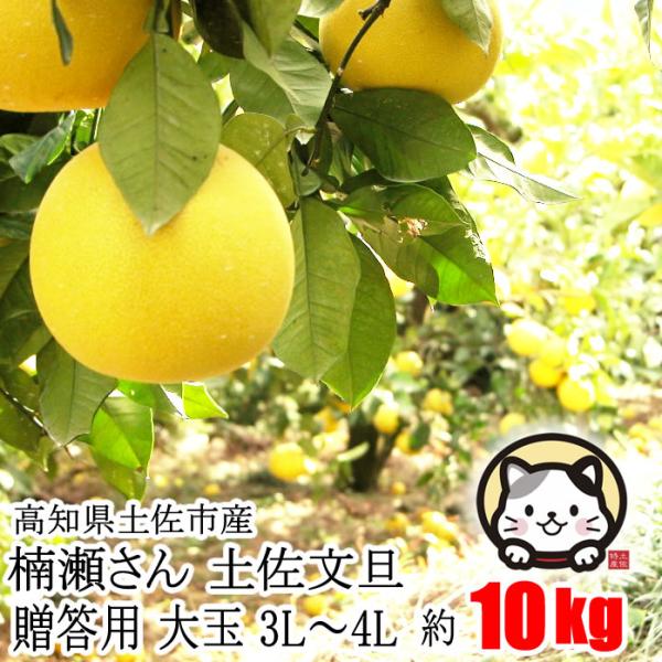 贈答用 楠瀬さん 土佐文旦 大玉 3L〜4L 約10kg 産地産直 露地 贈答用 楠瀬さん 土佐文旦 大玉 3L〜4L 約10kg 産地産直 露地