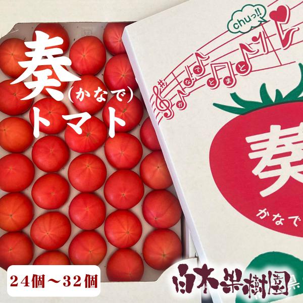 奏トマト　24個〜32個入り　約2kg【旬】7月〜10月発送期間：7月上旬頃〜10月頃※8月末まではクール便でのお届け※【玉数について】　誠に恐れ入りますが、希少なトマトのため、　玉数の指定はお受けできませんのでご了承ください。　【糖度につ...