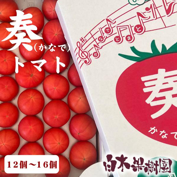奏トマト　12個〜16個入り　約800g【旬】7月〜10月発送期間：7月上旬頃〜10月頃※8月末まではクール便でのお届け※【玉数について】　誠に恐れ入りますが、希少なトマトのため、　玉数の指定はお受けできませんのでご了承ください。　【糖度に...