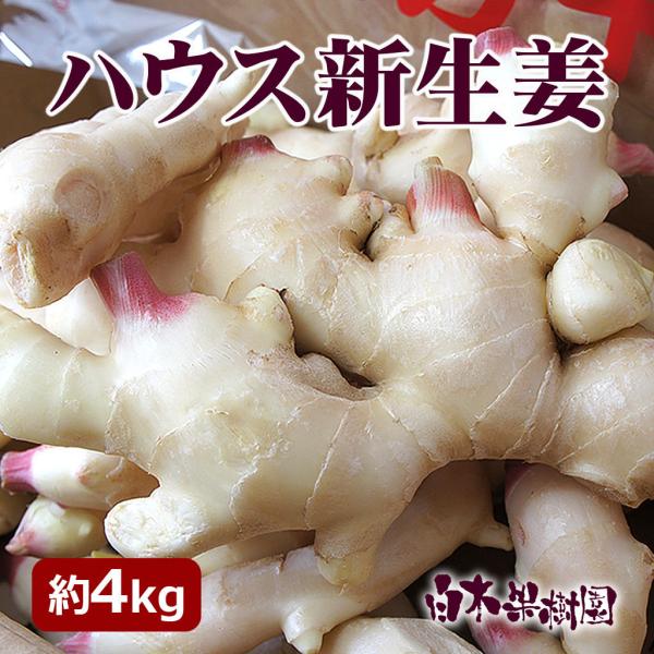 新生姜 4kgの人気商品・通販・価格比較 - 価格.com 新生姜 4kgの人気商品・通販・価格比較 - 価格.com