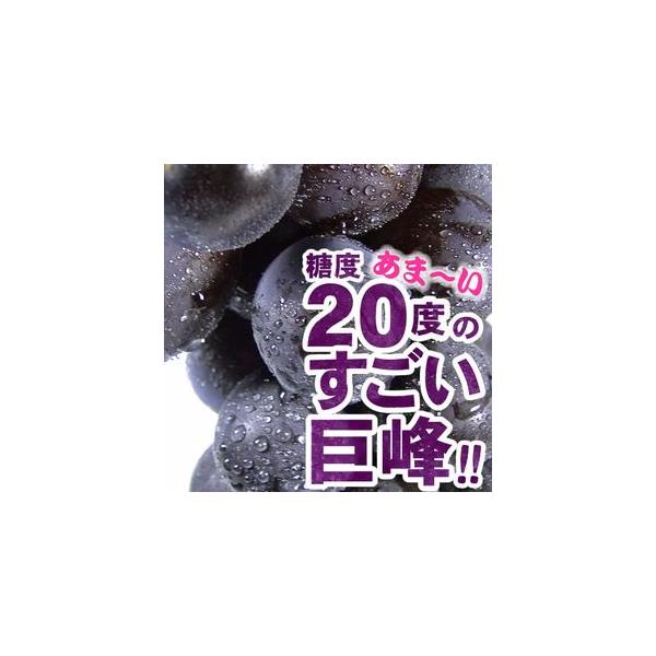 ぶどう【早生巨峰】3キロ箱 ★ユリ★ ぶどう【早生巨峰】3キロ箱 ☆ユリ☆ 品種紹介 | 米田ぶどう園