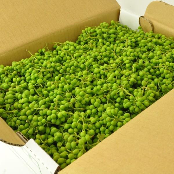 冷凍 実山椒 500g 青山椒 冷凍生山椒 さんしょう 和歌山県有田川町産 旧清水町エリア 品種 ぶどう山椒を産直 クール冷凍便発送 Buyee Buyee 提供一站式最全面最專業現地yahoo Japan拍賣代bid代拍代購服務 Bot Online