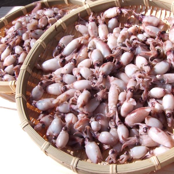 速攻発送 浜ゆで釜揚げ豆イカ500g木箱入 紀伊国屋文左衛門本舗 ヤフー店 通販 Yahoo ショッピング