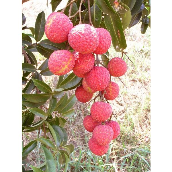 ライチ苗 糯米 モチゴメ レイシ取木 Buyee Buyee 日本の通販商品 オークションの代理入札 代理購入