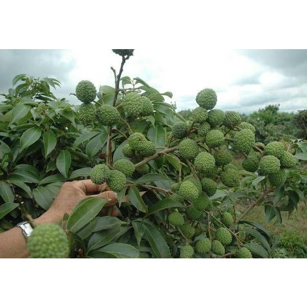 ライチ苗 エメラルドレイシ取木 1年苗 R 013 佛山ヤフー店 通販 Yahoo ショッピング