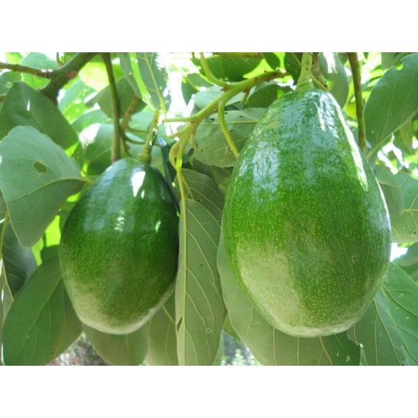 アボカド特大接木 3年苗 Buyee Buyee 日本の通販商品 オークションの代理入札 代理購入