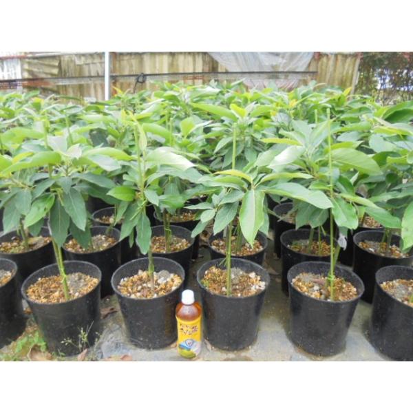 アボカド苗木 ベーコン種接木 予約販売 発送日5月初旬 Z 04 佛山ヤフー店 通販 Yahoo ショッピング