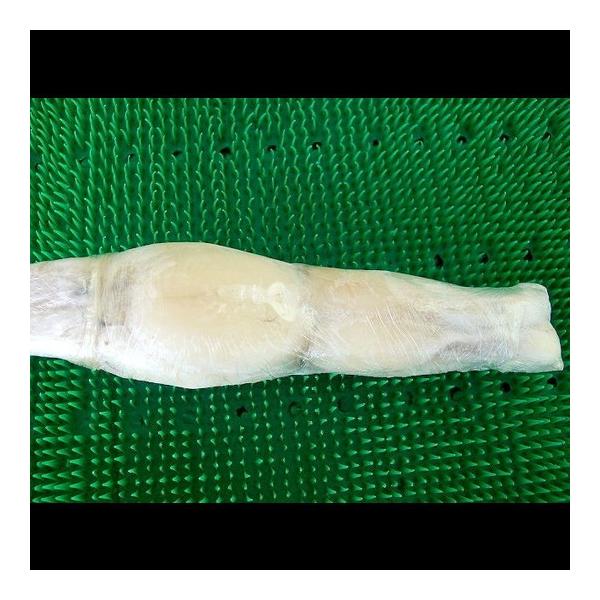 食用かえる〔台湾産〕Mサイズ（70g-90g）冷凍