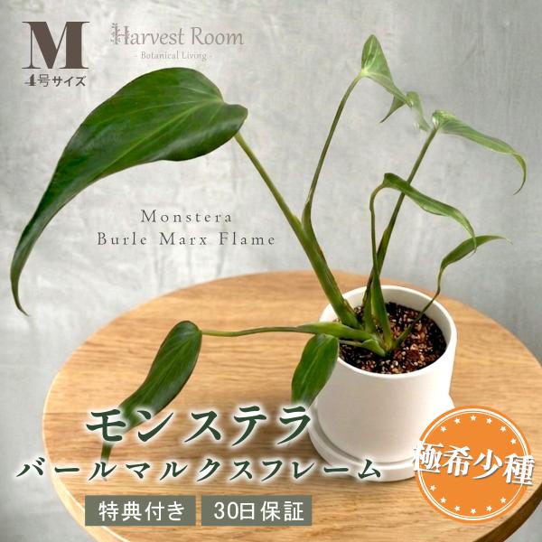 モンステラ 鉢 バールマルクスフレーム 4号ポット 鉢 Mサイズ 観葉植物 モンステラ 希少種 おしゃれ 可愛い 育てやすい お祝い プレゼント 30日保障