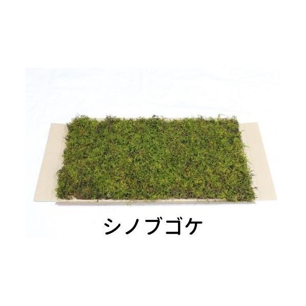 生きてる乾燥苔 シノブゴケ】 280mm×580mm 庭園 造園 盆栽 苔玉
