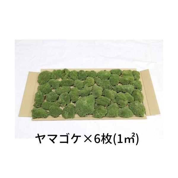 生きてる乾燥苔で楽しむ庭園と盆栽の緑